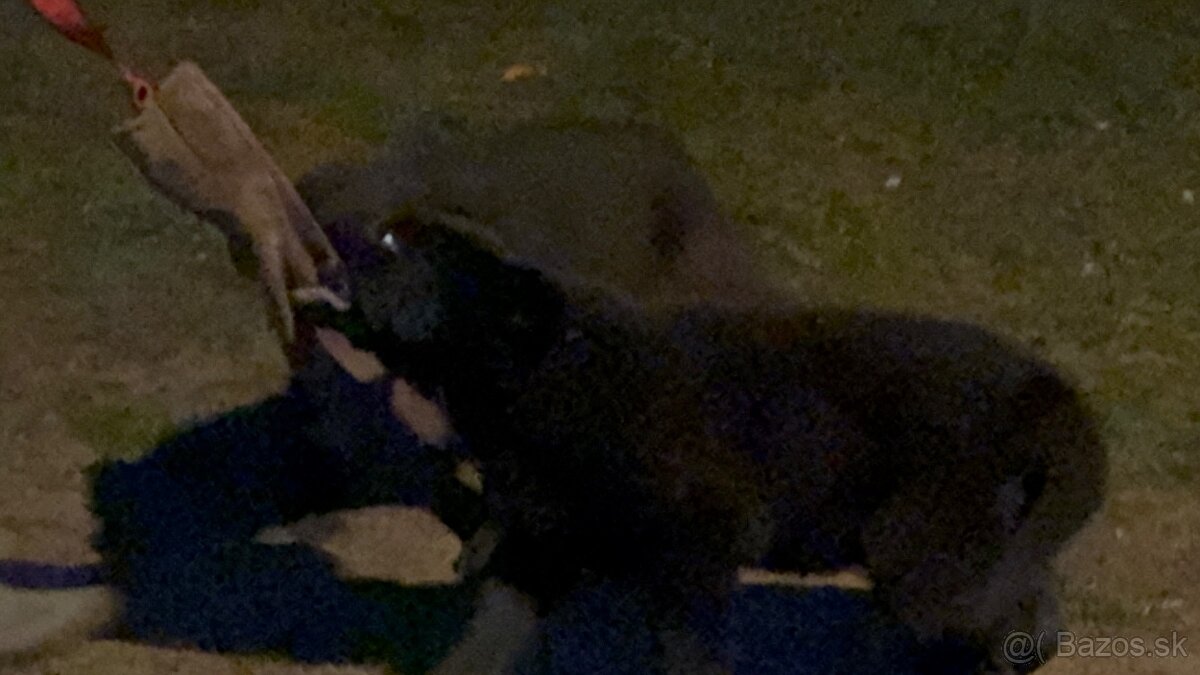 Šteniatka nemecký ovčiak s PP - 2