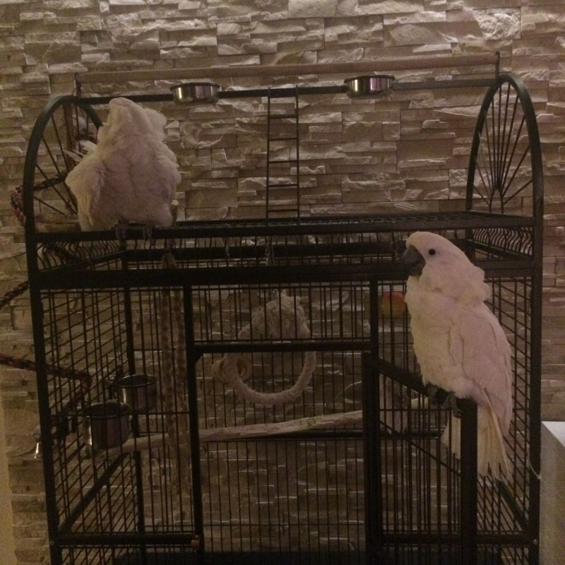 Voliéra pre vtáky - klietka pre zvieratá XXL NOVÁ - 2