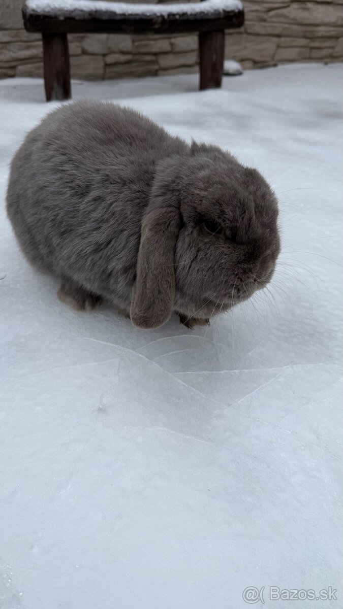 Zákrslý králik minilop❤️ - 2