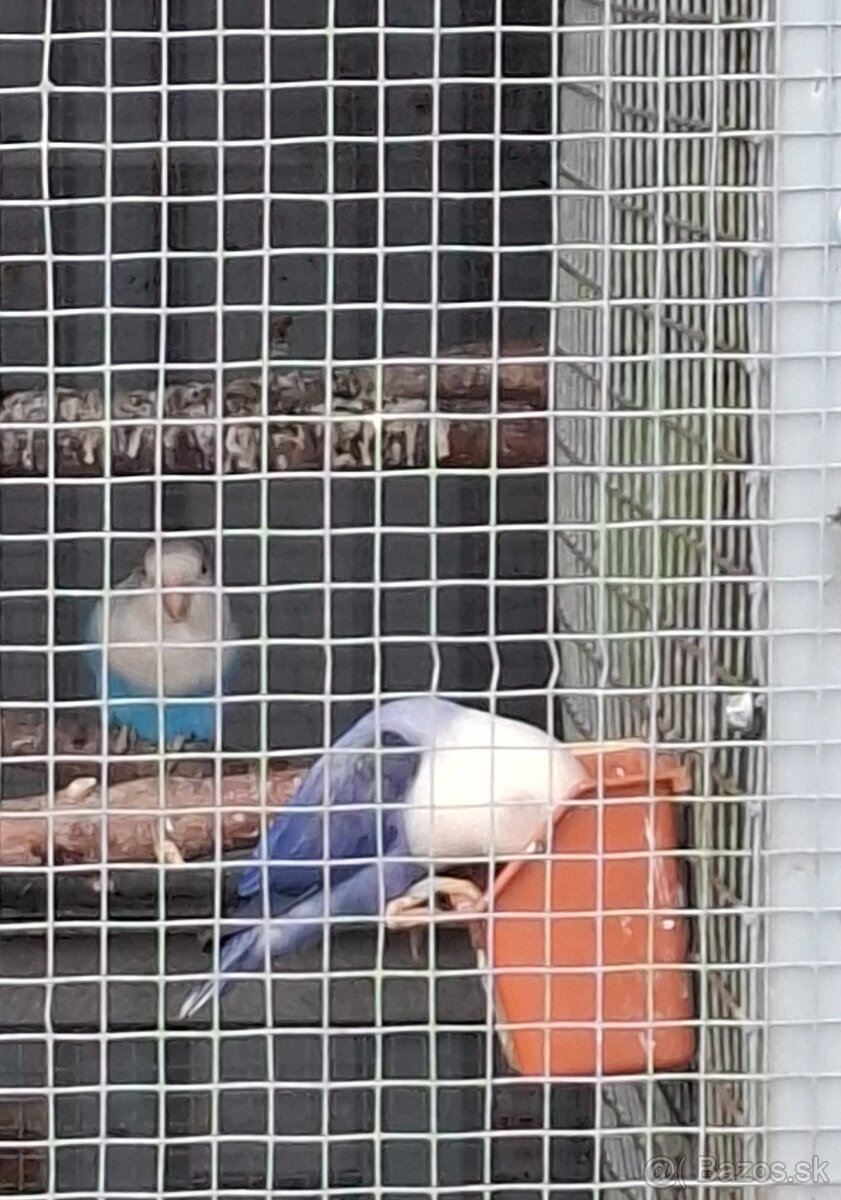 Agapornis fischer - 2