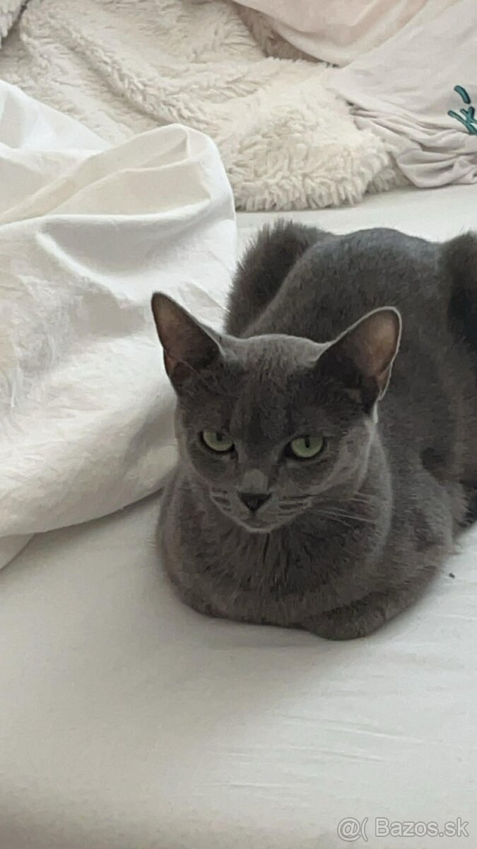 Darujem ruskú modrú mačku do dobrých rúk - 2