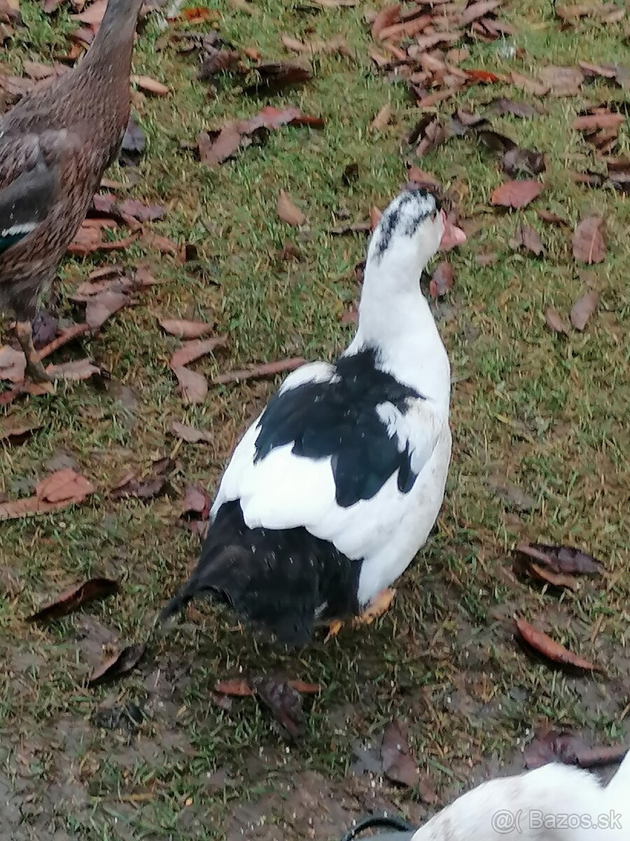 Kačice Pižmove - 2