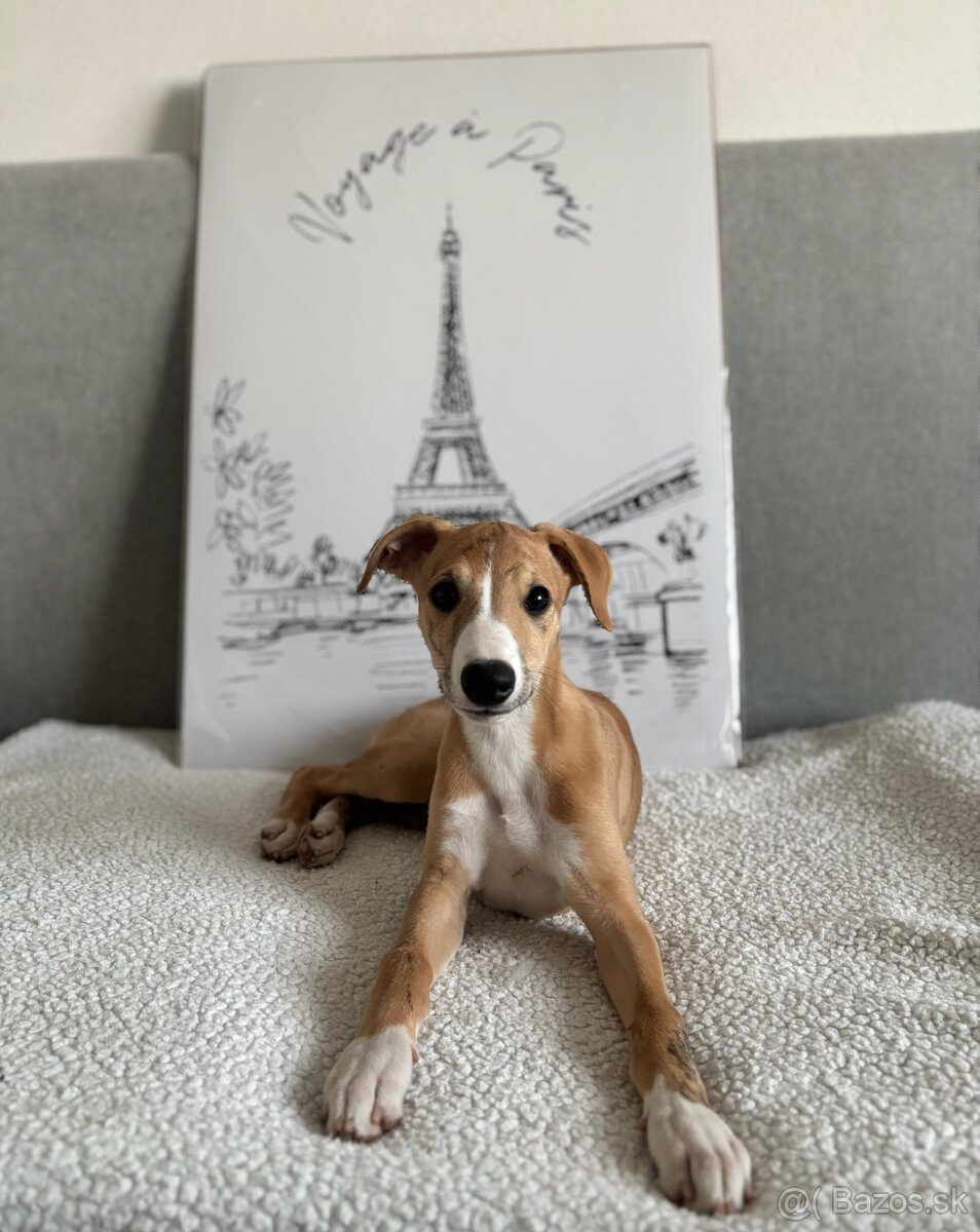 Šteniatko Vipet/Whippet s preukazom pôvodu - 2