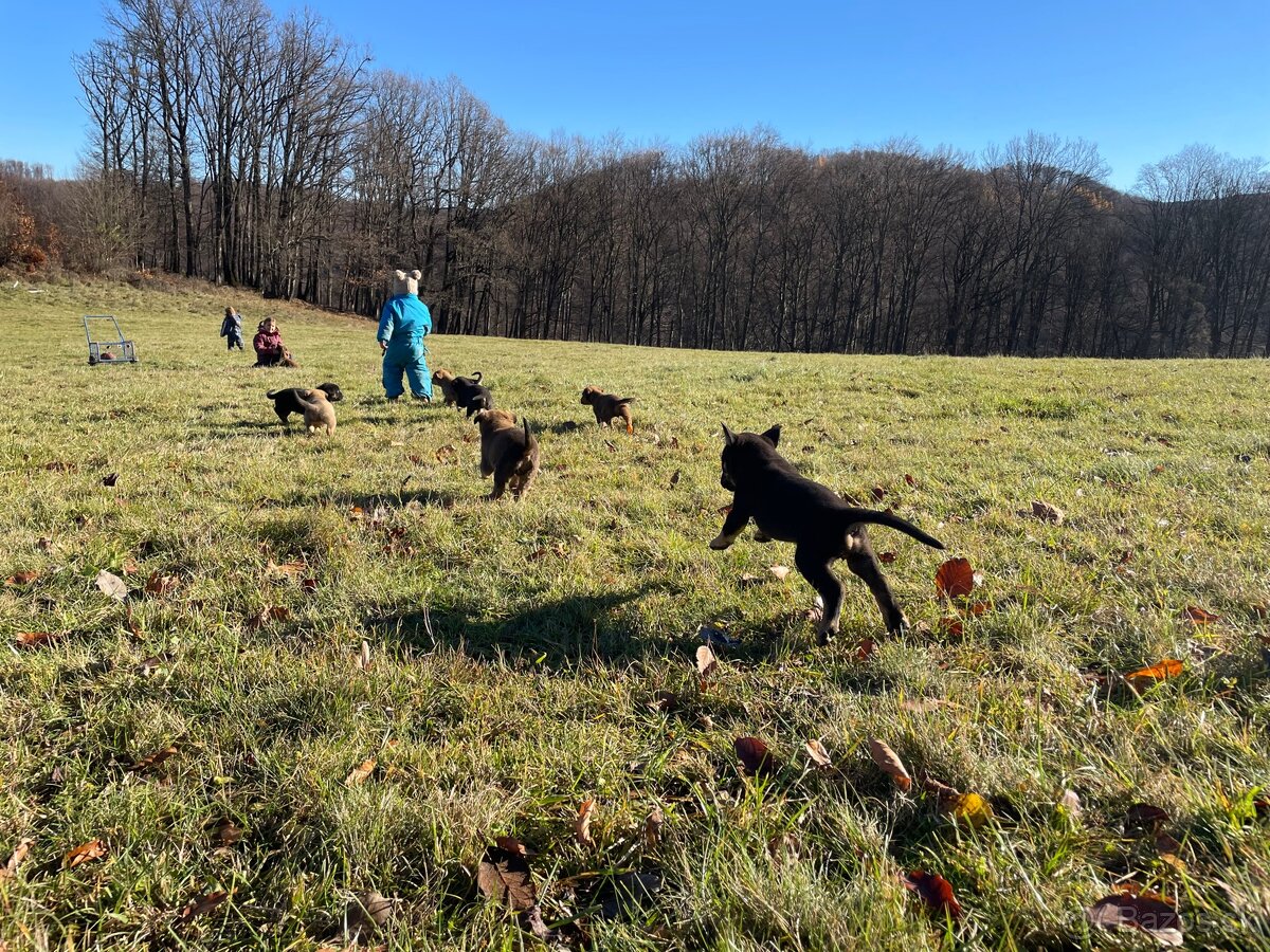 Šteniatka po super rodičoch ❤️ - 2