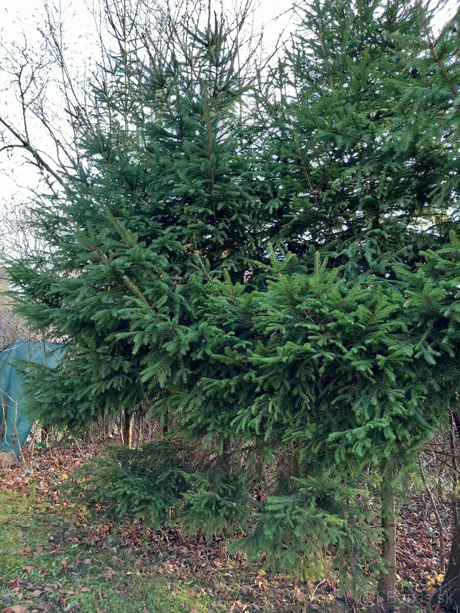 Vianočný stromček: smrek obyčajný-čerstvo vypílený - 2
