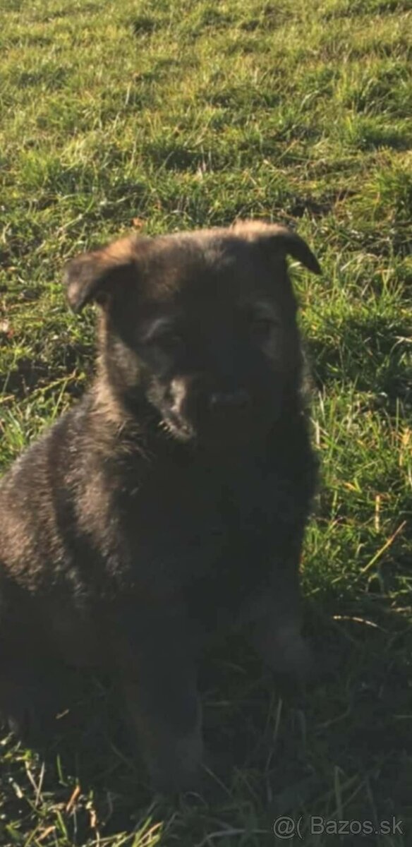 Šteniatka- nemecký ovčiak - 2