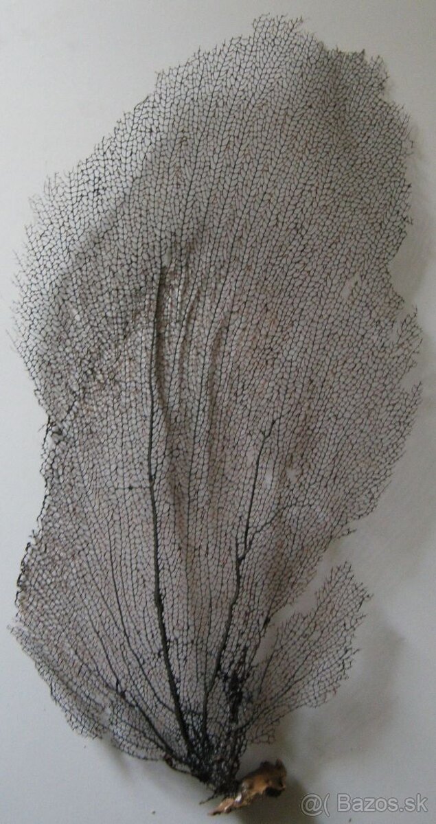 Gorgonia flabellum, černá - 2