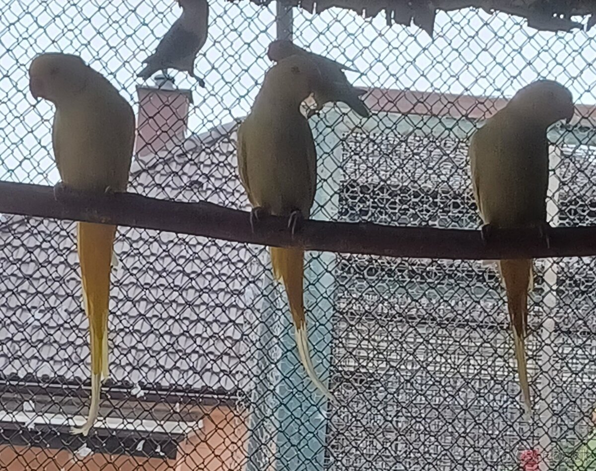 Predám alexander malý: - 2