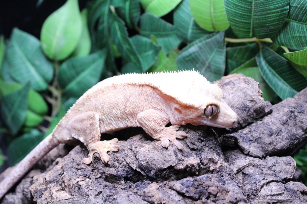 Pagekon riasnaty - 2