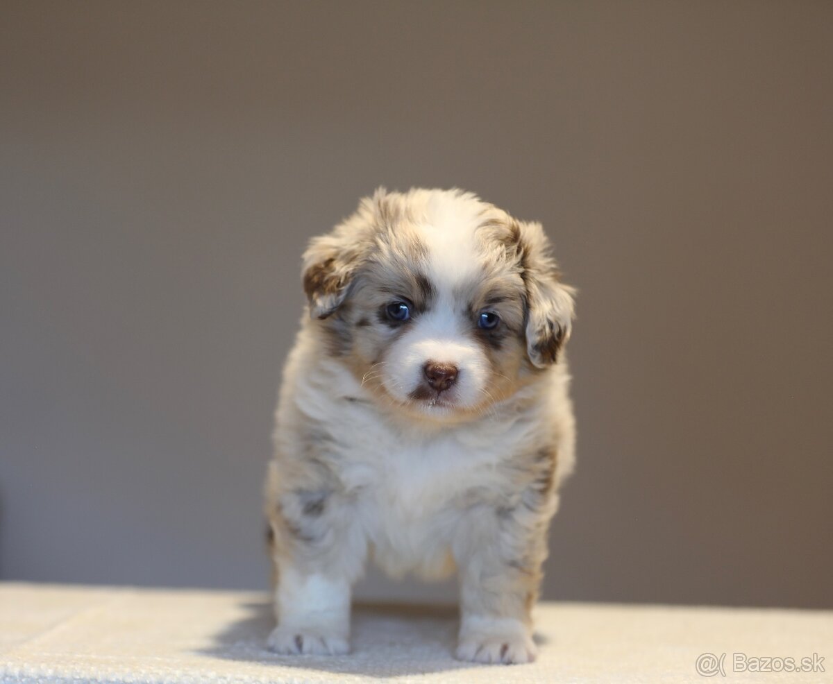 Miniatúrny americký ovčiak - 2