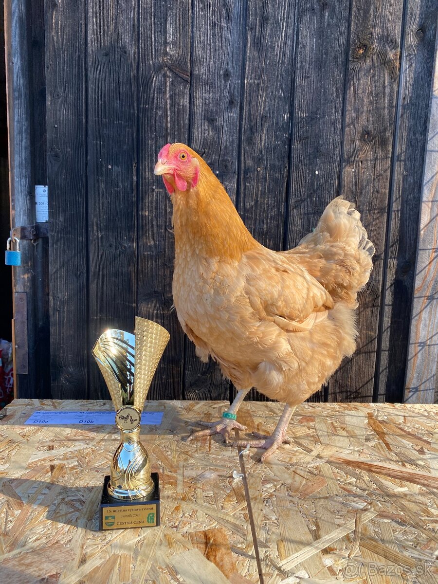 Oravka žltohnedá - 2