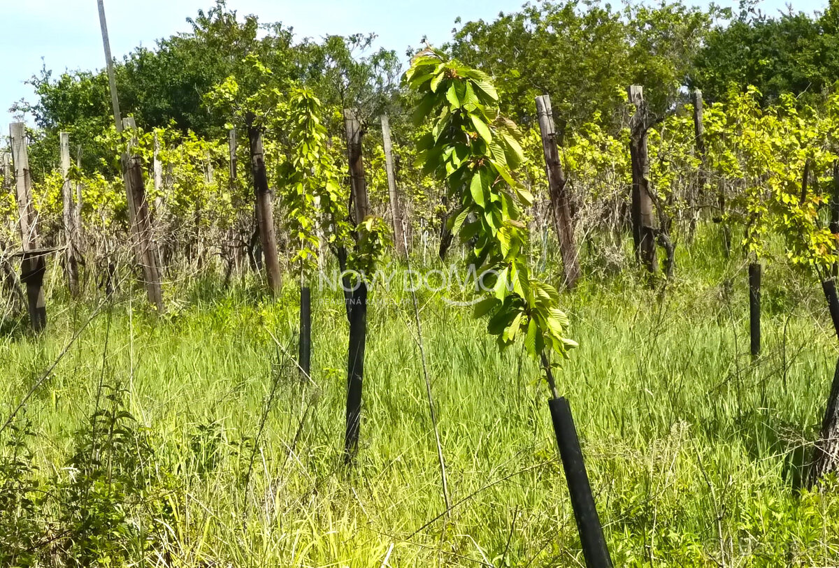 NA PREDAJ - vinice, obec Strekov, výmera 4659 m2 - 2