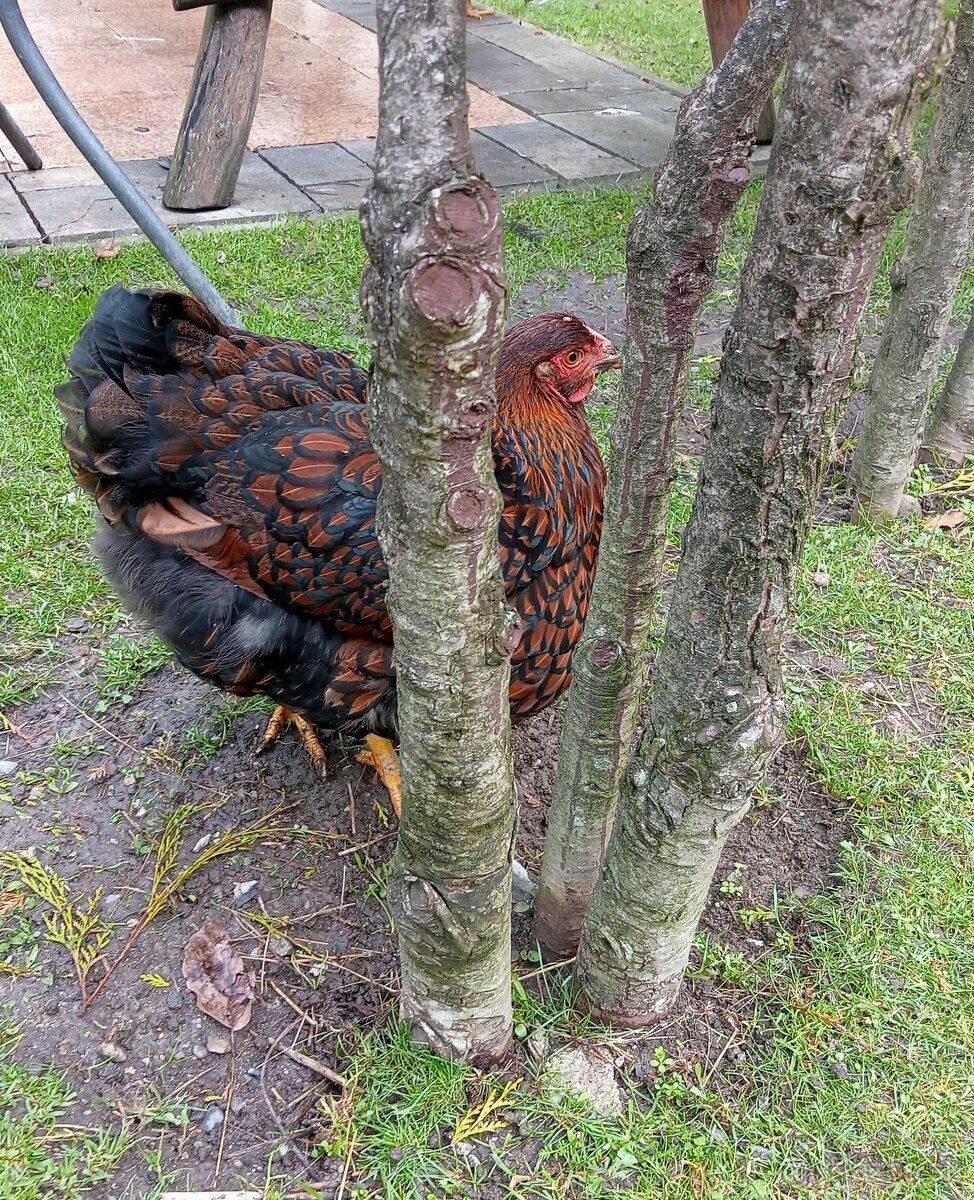 Predam wyandotky zlate - 2