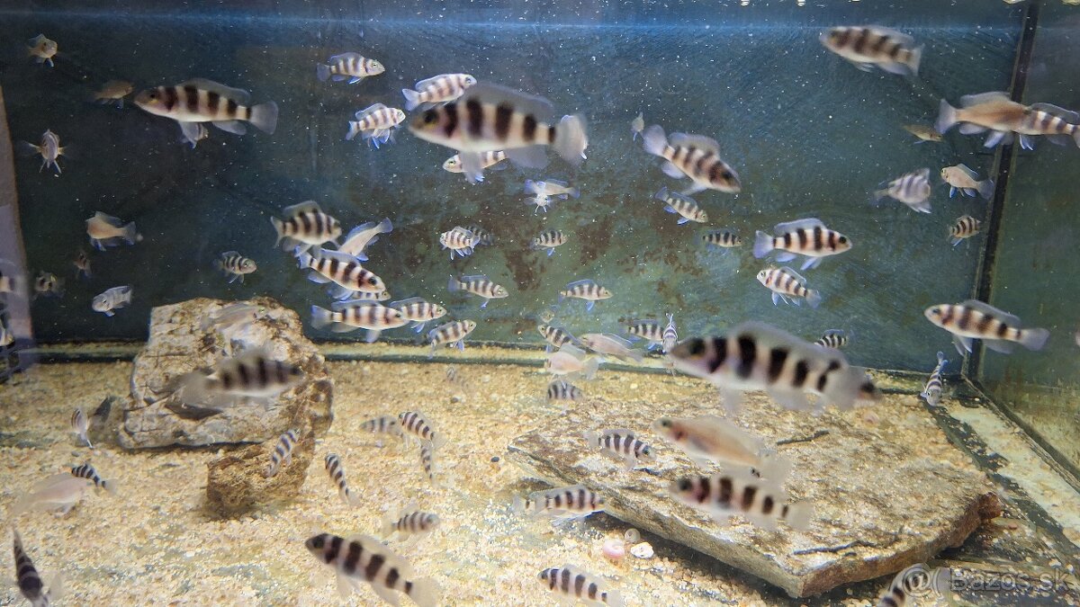 Neolamprologus tretocephalus - 2