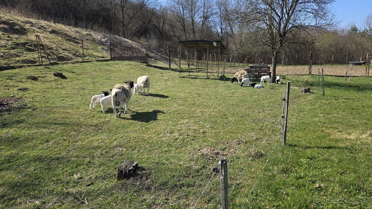 Jahnata dorper baranceky na maso - 2