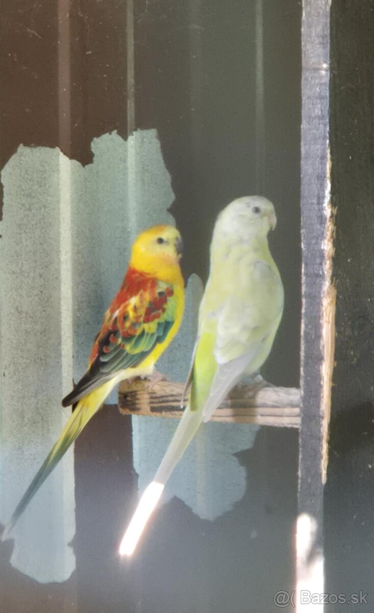 Predám chovný pár papagáj spevavý - rubín - 2