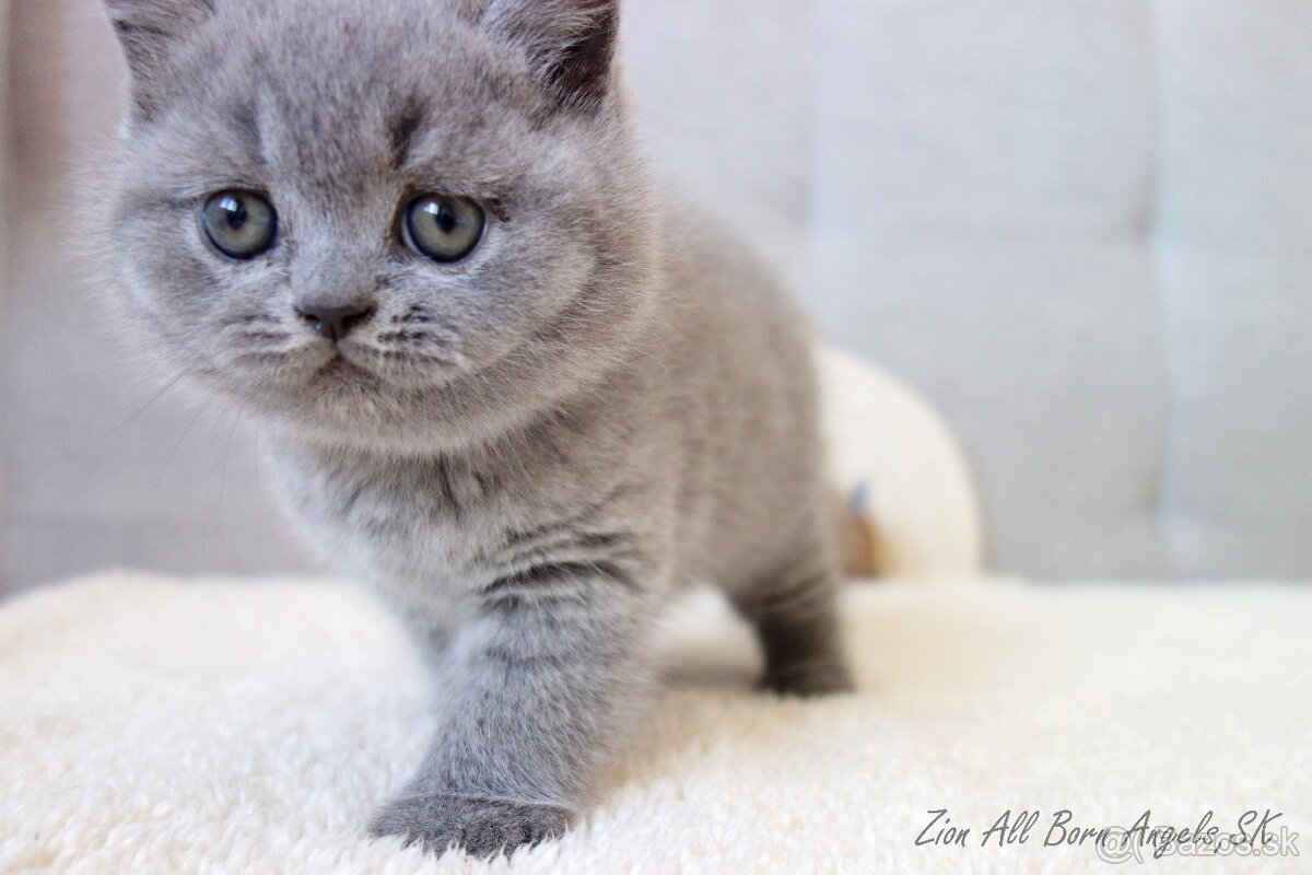 Britské mačiatka s PP ♥ - 2