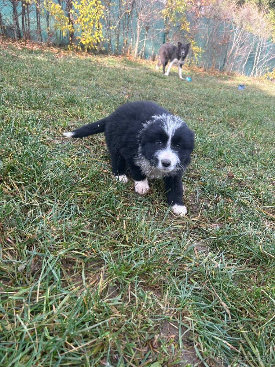 Predám šteniatka – mix border kólie - 2