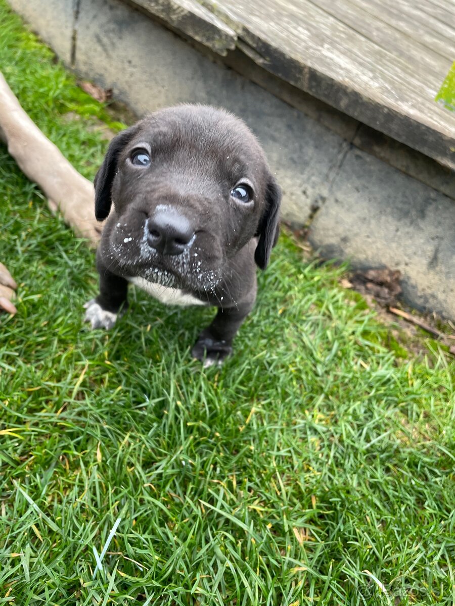 šteniatka od weimara - 2