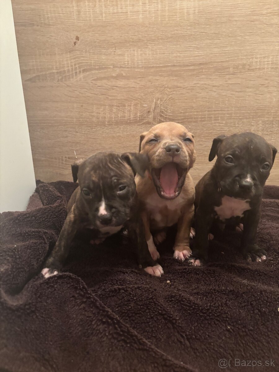 Americký stafordsirsky terier, Stafford, amstaf - 2