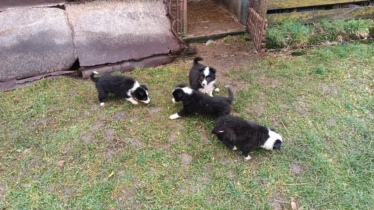 Šteniatka – krížence border kólie, pripravené ihneď k odberu - 2