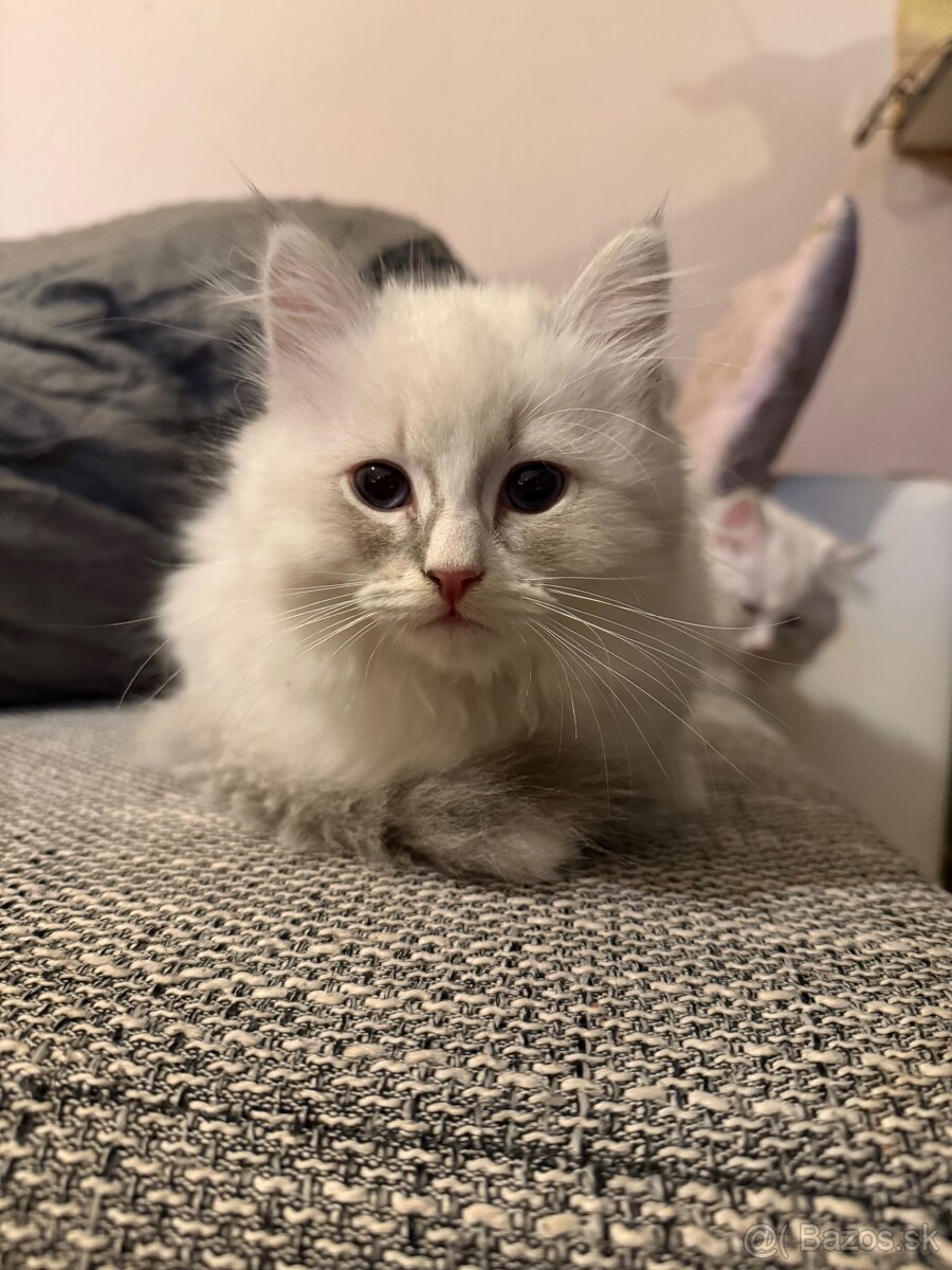 Nevská maškaráda - sibírska mačka - 2