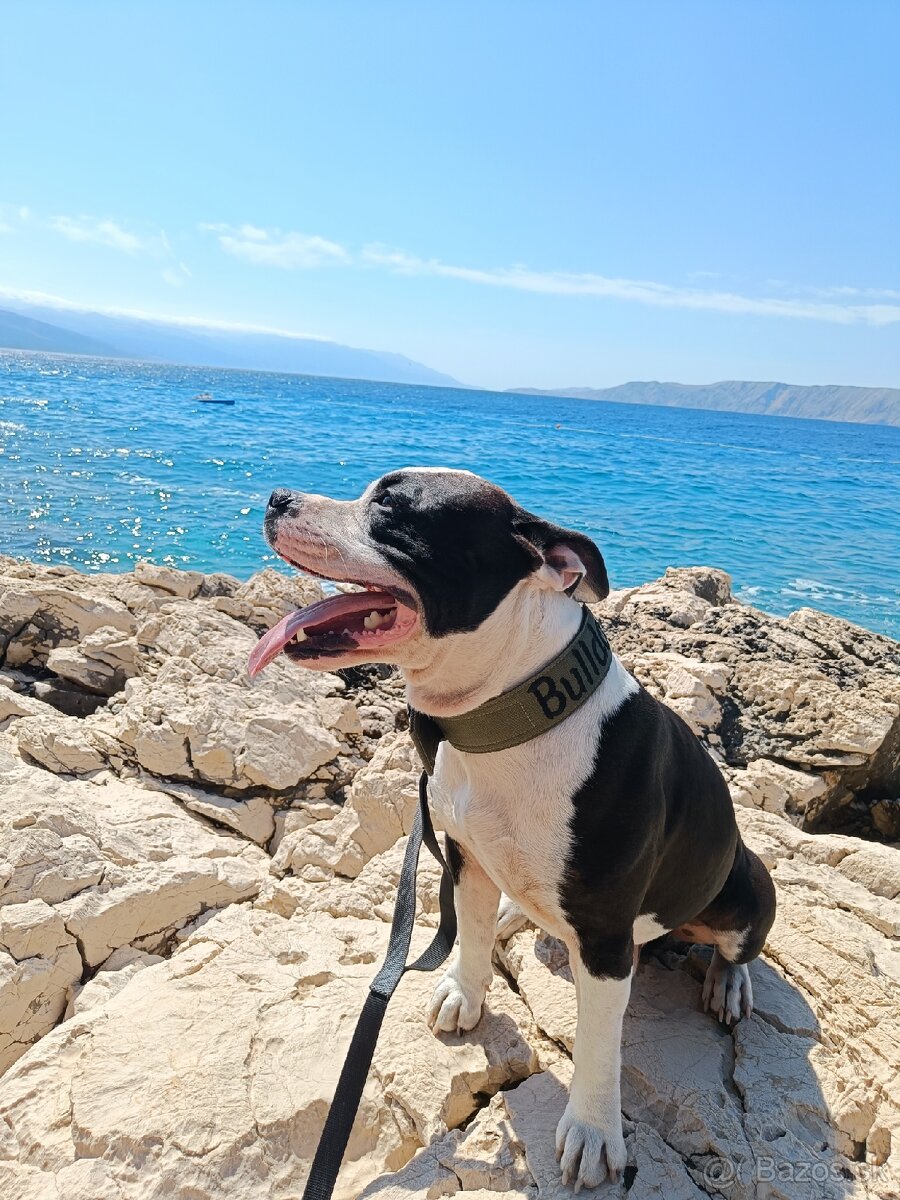 Americký stafordširský teriér/krytie - 2