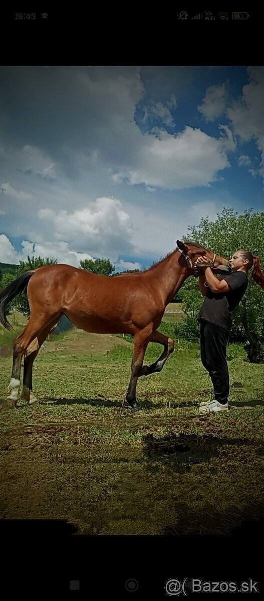 Predám Žräbatko - 2