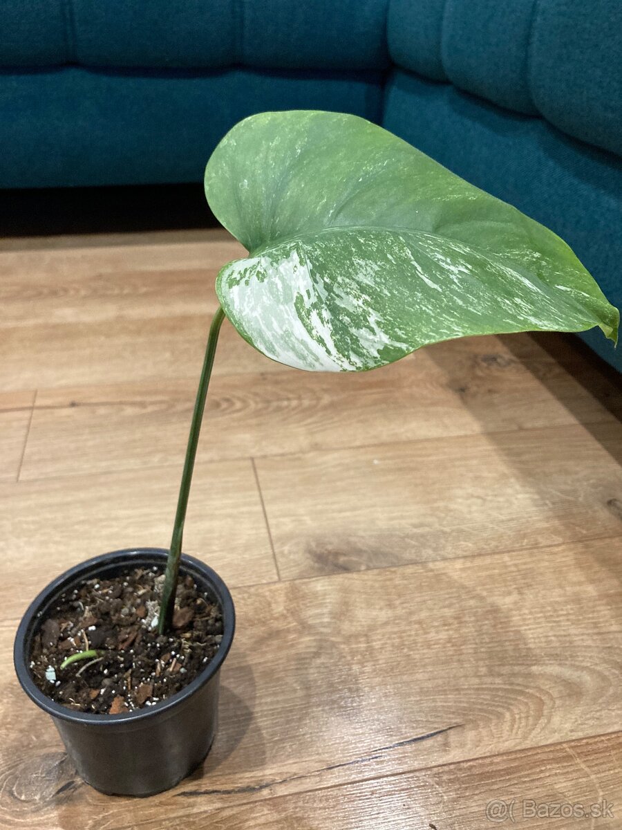 Monstera variegata - 2