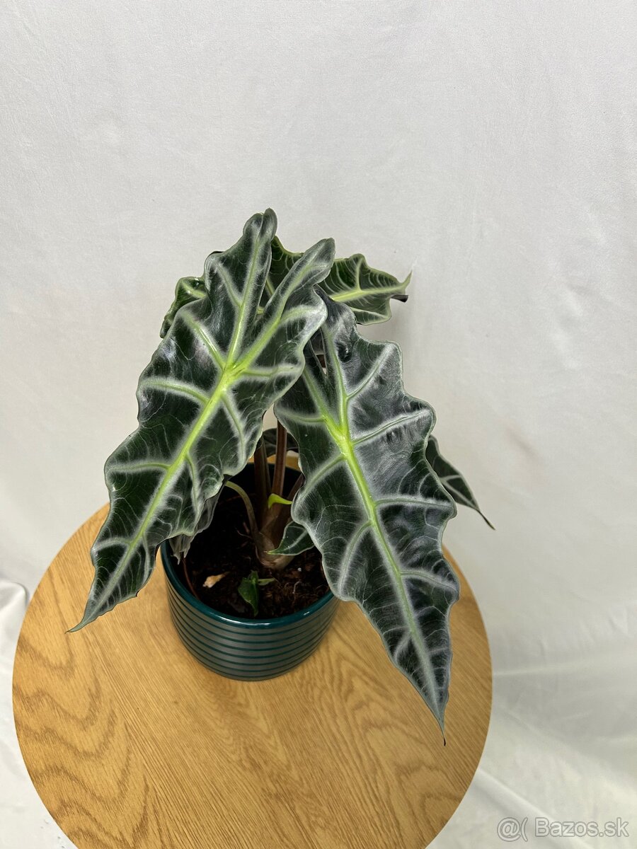 Alocasia Polly - 2