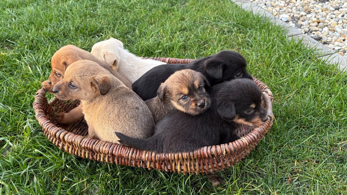 Darujem šteniatka - 2