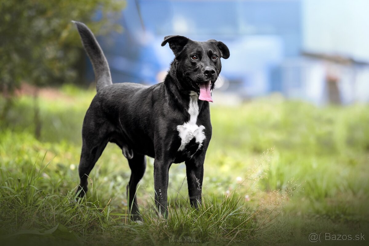 Darujem rodiného psa Danteho - mix labrador / doga - 2