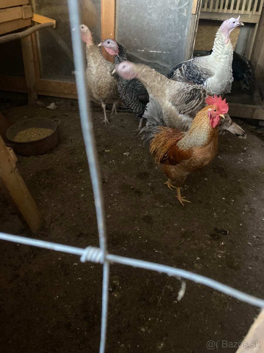 Predám mladé kohúty - 2
