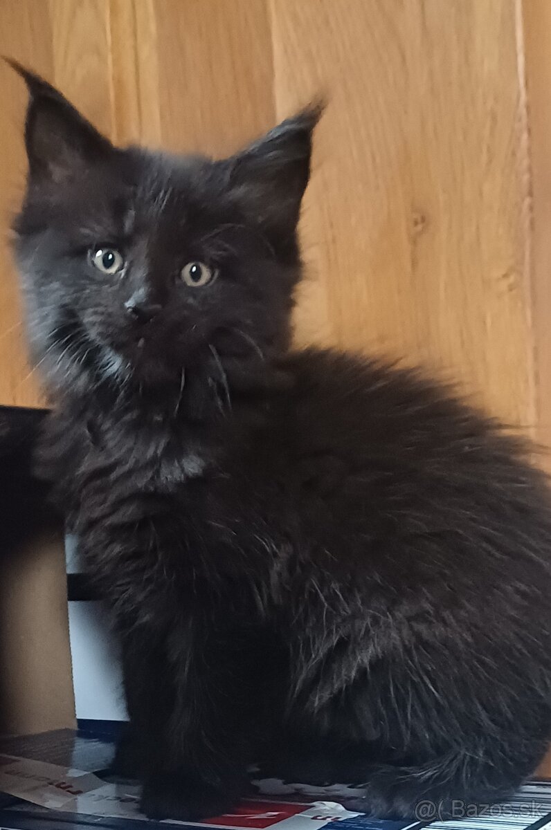 Mainska myvalia maine coon - 2