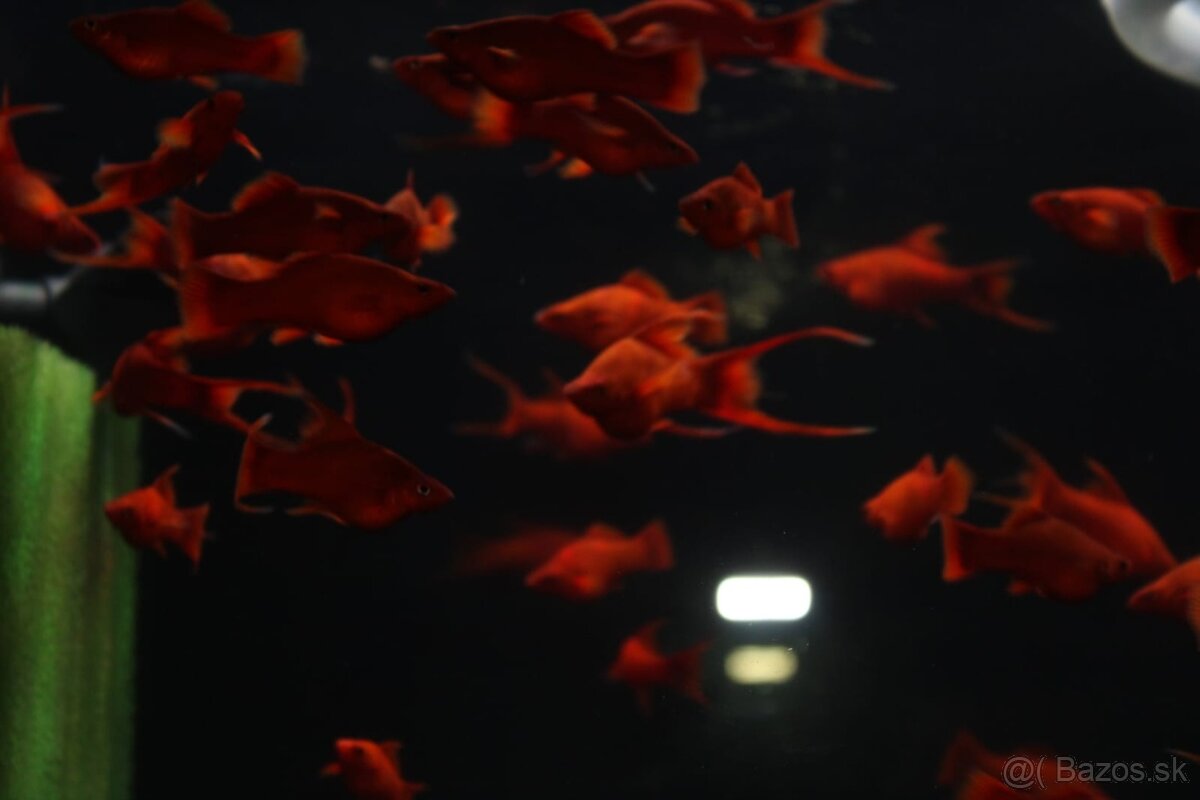 ⛔️Xiphophorus Helleri Red Ruby⛔️ - 2