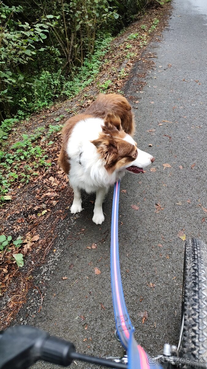 Hľadá sa psík - 2