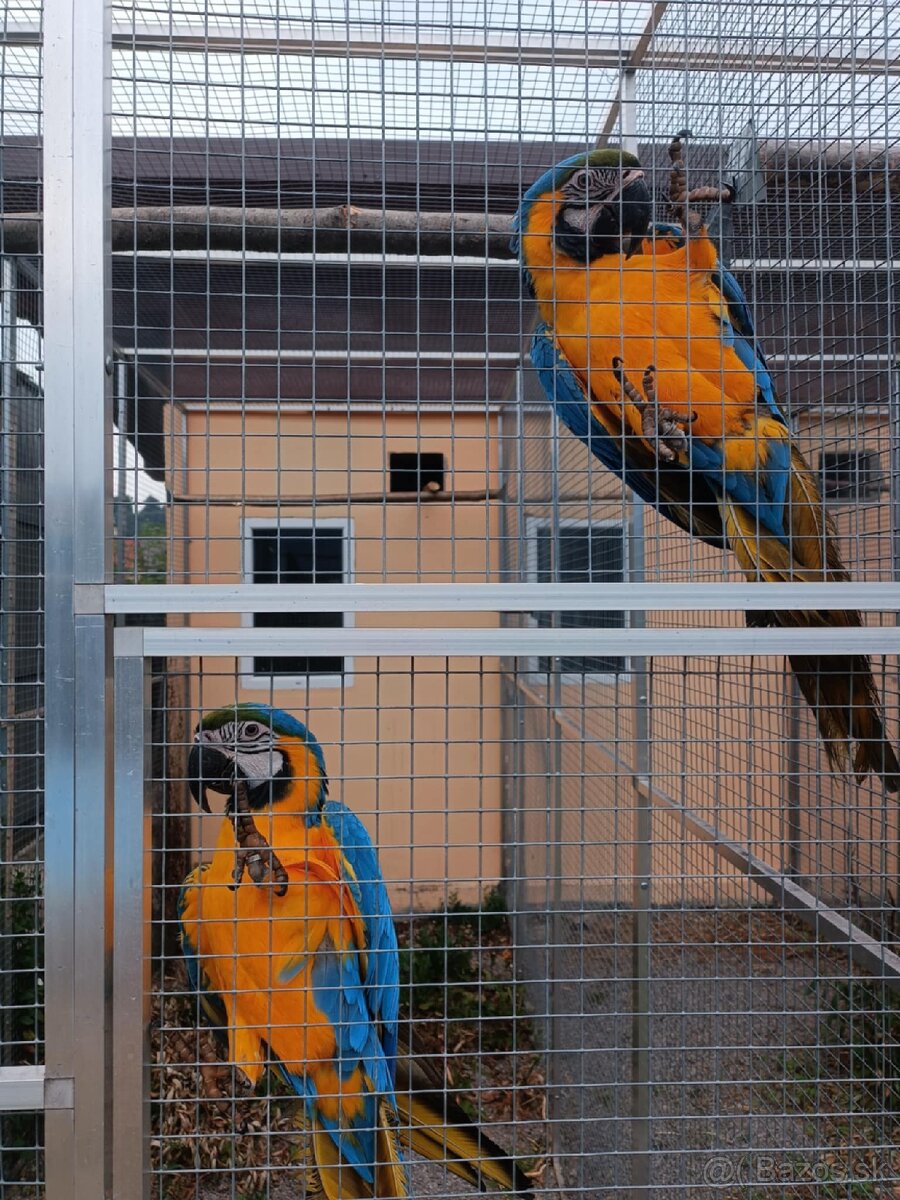 Ara ararauna par - 2