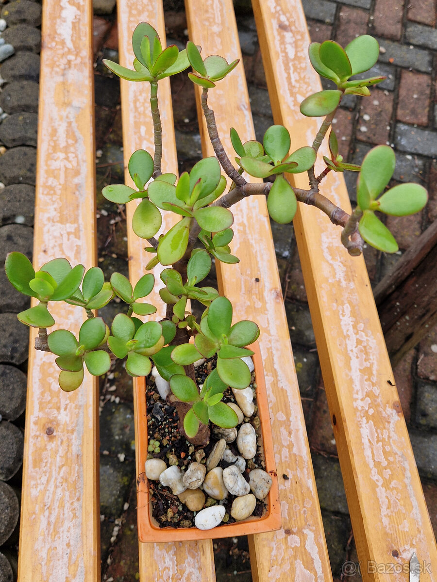 Sukulentný bonsaj 2 - tučnolist s bonsaj miskou - 2