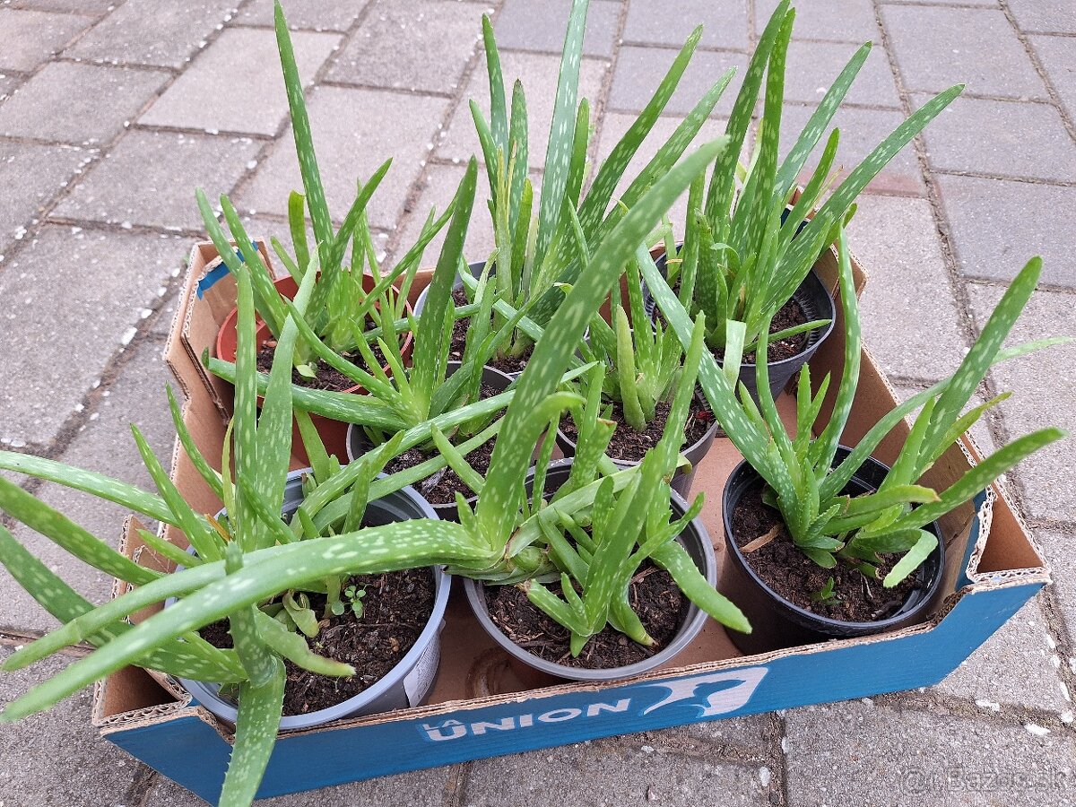 Aloe Vera - 2