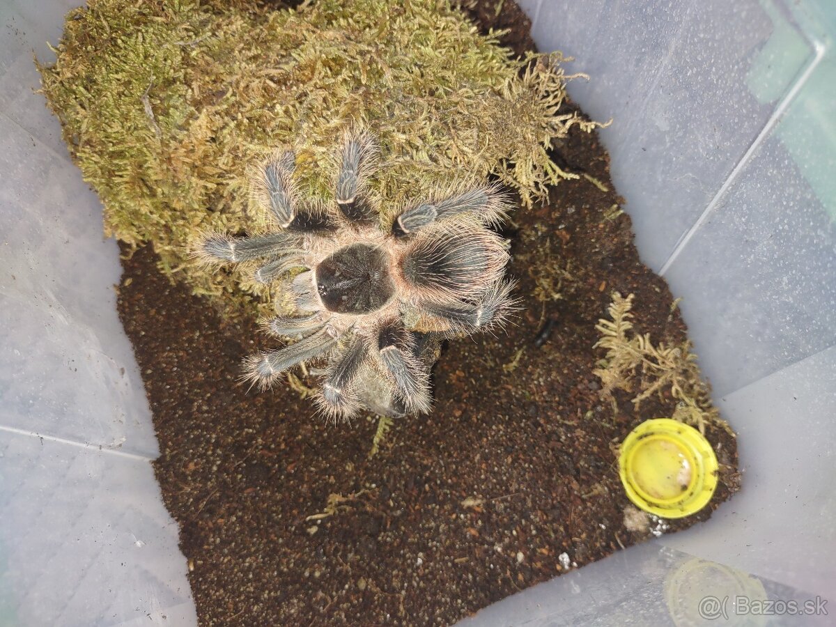 Pagekon riasnaty - 2