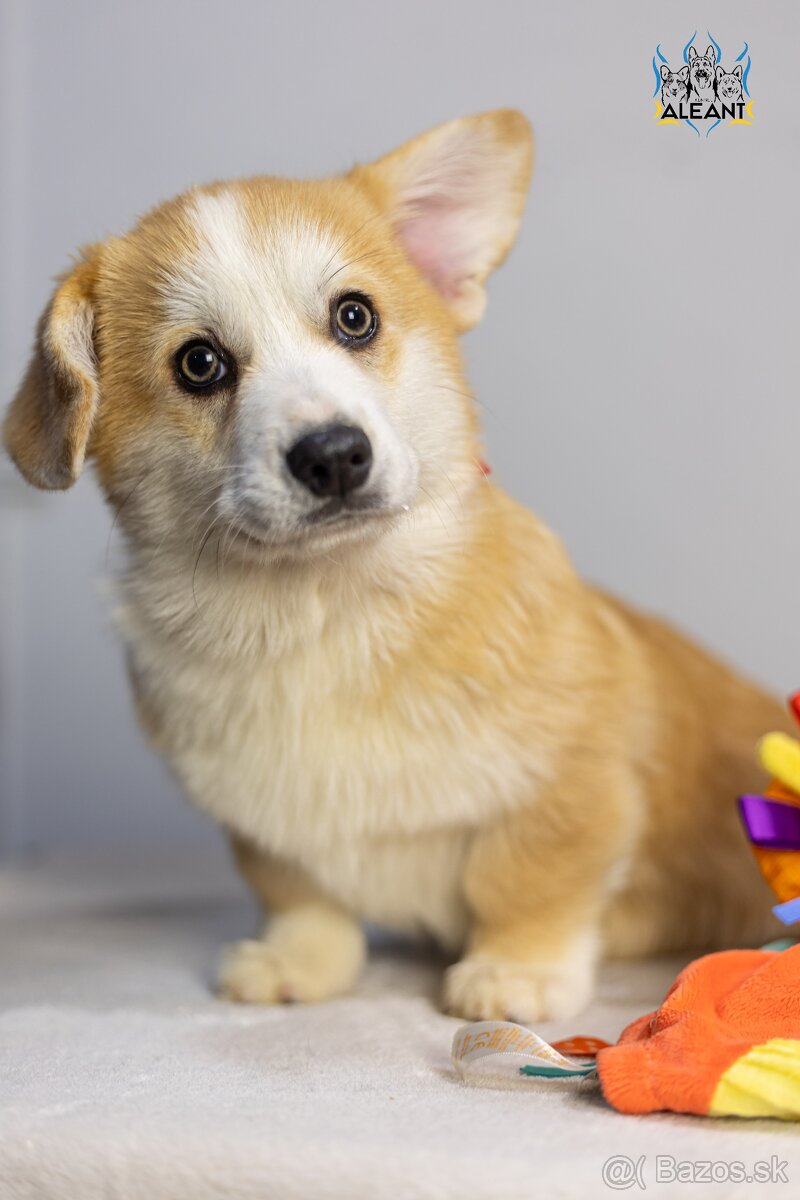 Welsh Corgi Pembroke, psík n/b - 2
