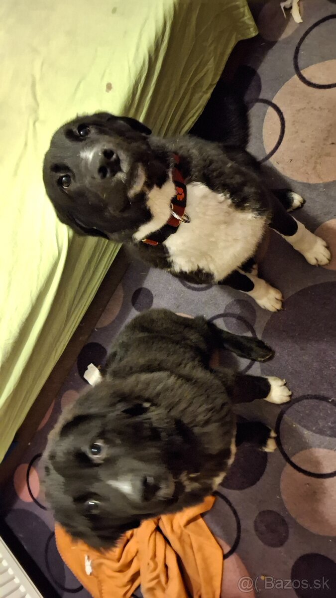 Stredoazijsky ovčiak - 2