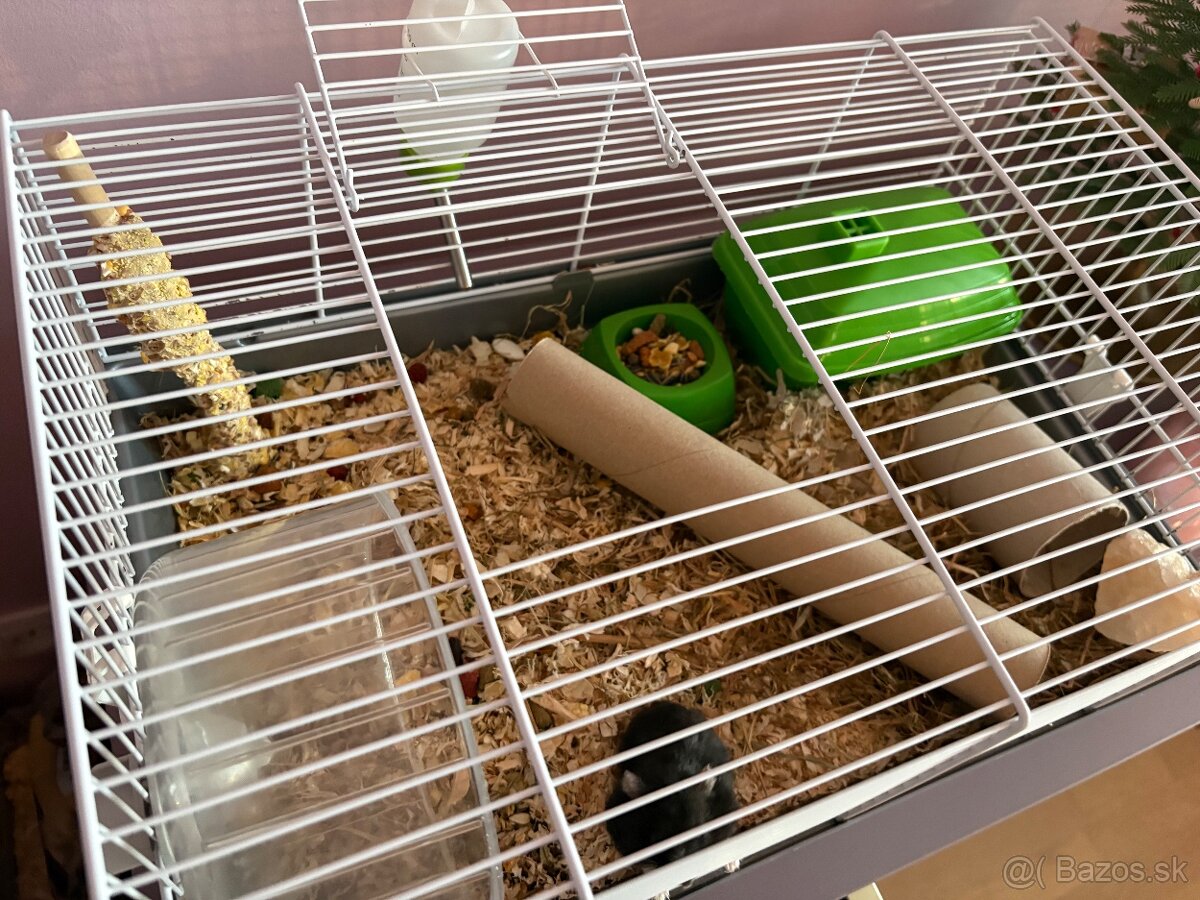 Škrečkovia samci - 2