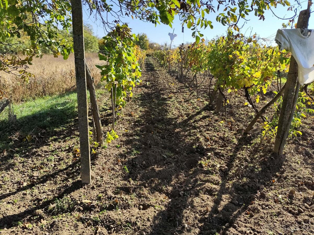 Vinica do užívania - 2