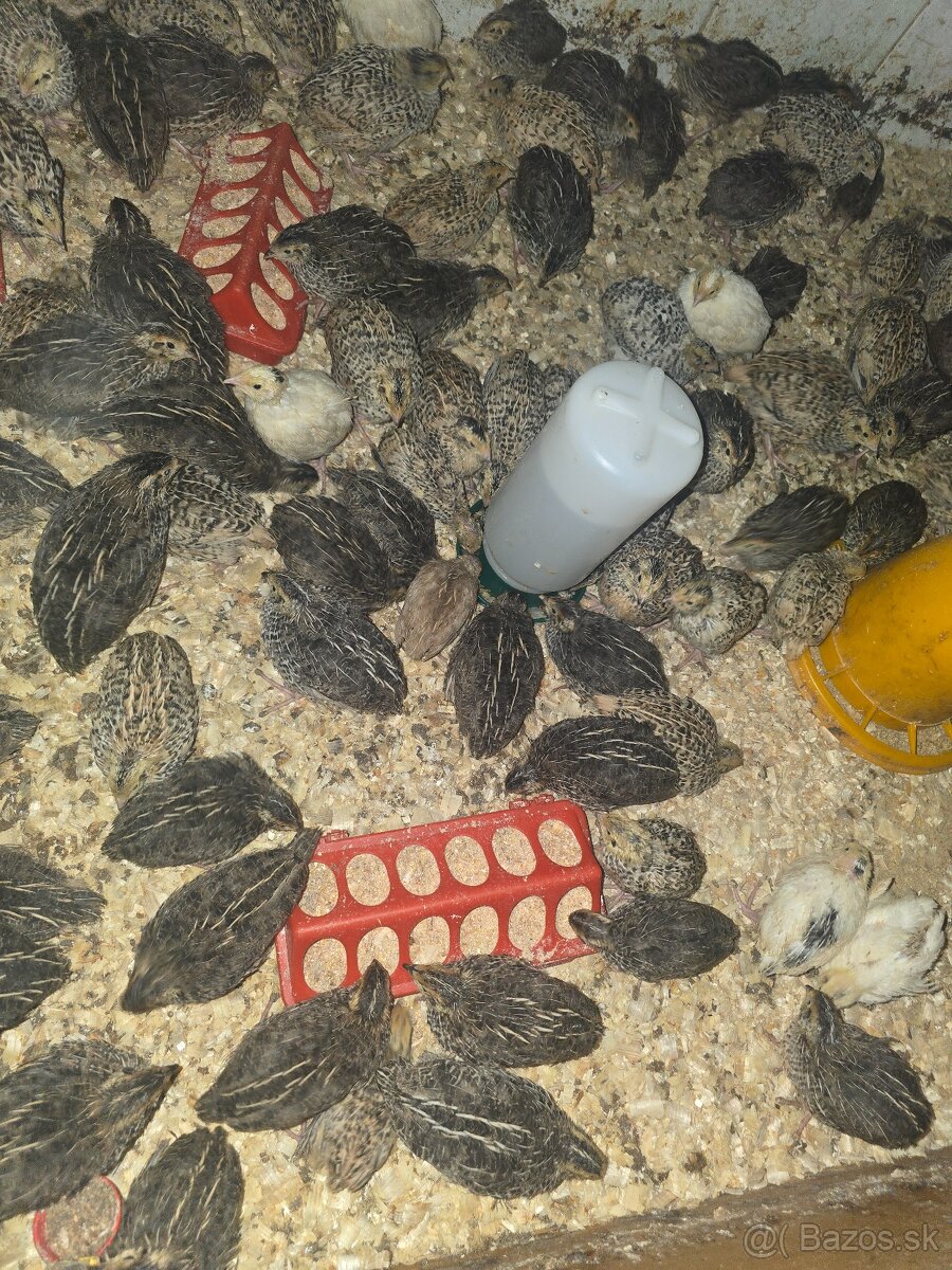 Japonské prepelice,prepeličky - 2