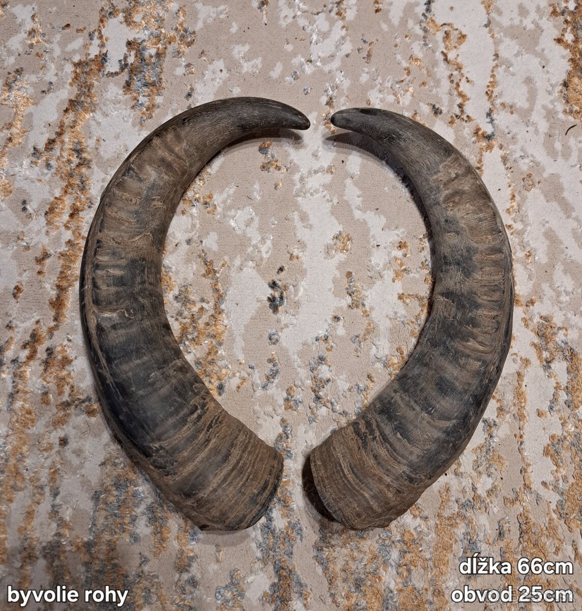 Trofeje, rohy 25-70cm - 2