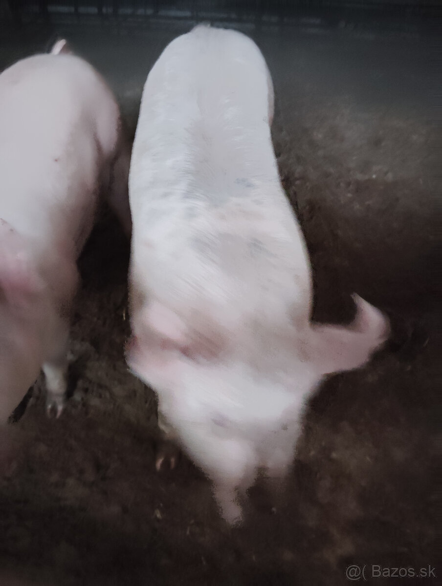 Jatočné ošipané - 2