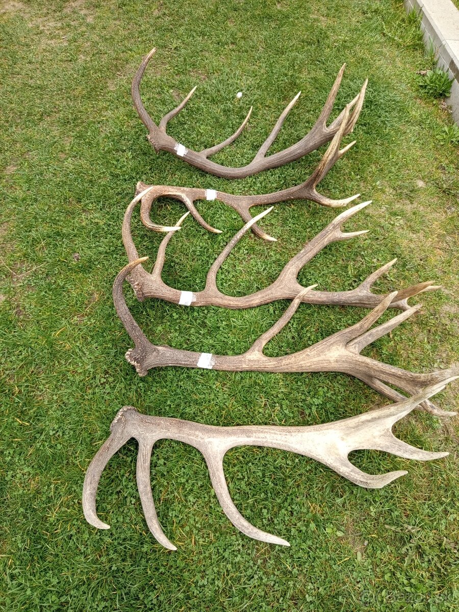 Trofeje, zhody,parohy - 2