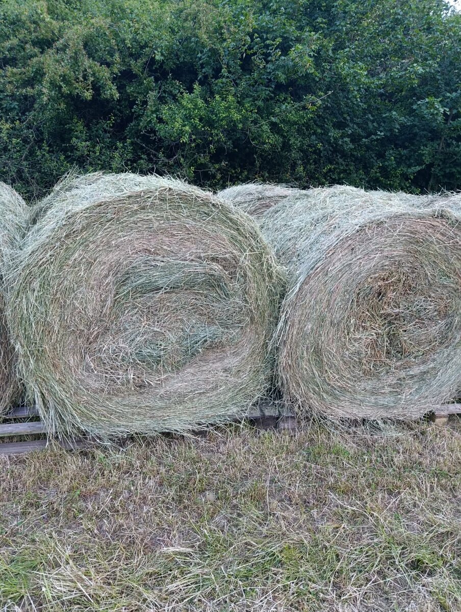 Predám guľaté balíky sena. - 2