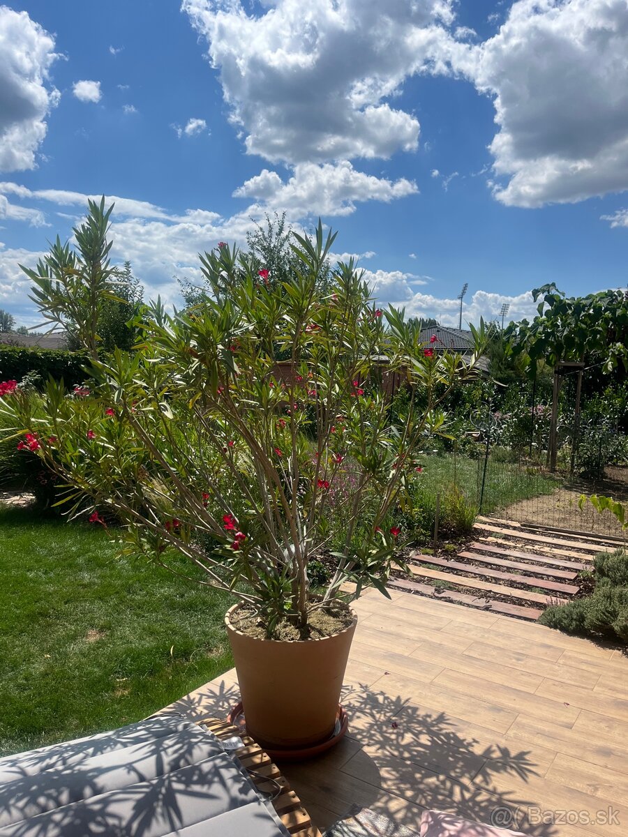 Cyklamenovy velky oleander - 2